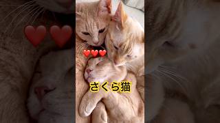 猫の詰め合わせは如何？　#茶トラ #さくら猫 #保護猫 #ねこ
