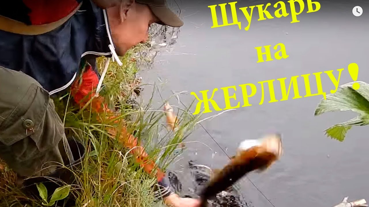 Щукарь на жерлицу летом #4