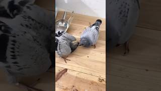 Download Lagu Nilam pathe #amazingpigeontips🔥#lovebirds MP3 Download Lagu Nilam pathe #amazingpigeontips🔥#lovebirds MP3