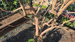 Jaboticaba Collection, First Pruning Melbourne Zone 9b