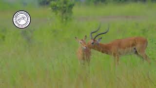 Watch Ram Testing Female for Mating#animals #nature #trendingvideo #video #viral#wildlife#photo