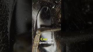 An Insect Under a 360° Drone Microscope!