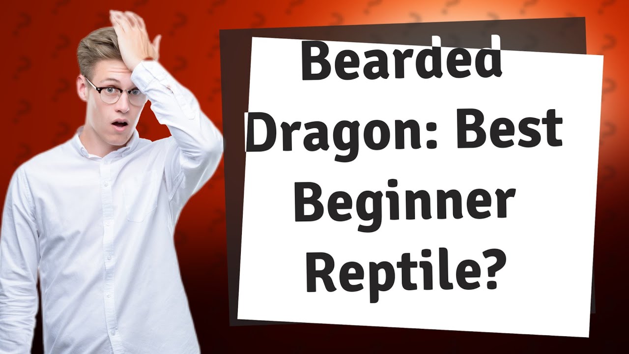 Is the Bearded Dragon the Best Beginner Reptile for Me? - YouTube