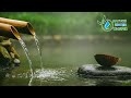 Nature Relaxation: Gentle Bamboo Water &amp; Misty Pond | Sleep &amp; Meditation Ambience