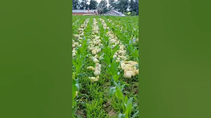 Super Weeding In Corn Field The Geese 😎 #satisfying #short - DayDayNews