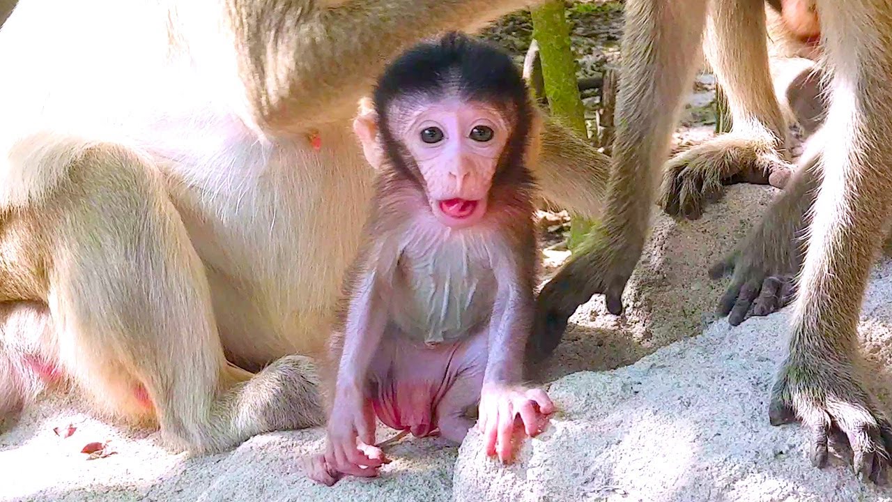 A Day in the Life: Monkey Family at the Zoo, Adored Newborn Baby