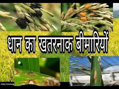 Video: Mis põhjustab riisilehtede määrdumist: riisi ravi lehtede täidisega