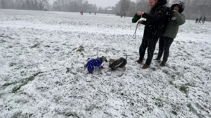 Whippets in the snow