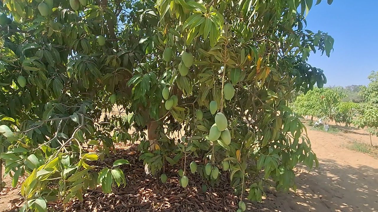 مزرعة 42 فدان + فيلا و حمام سباحة ملك شهر عقاري طريق مصر اسكندرية الصحراوي