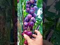 Baccaurea Fruit 😱 Northeast India ka Secret Superfruit!#shorts #plants #farming #facts