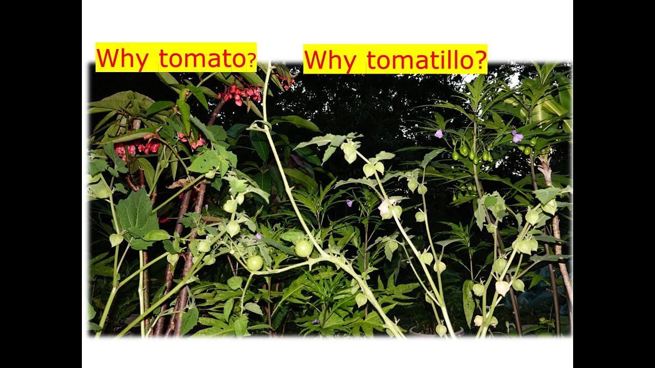 Why tomato 番茄 & tomatillo? Leaves are Poisonous 有毒? YouTube
