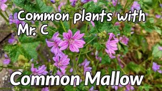 Common Mallow
