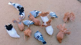 Most beautiful Fancy pigeons|Fancy Kabutar|Fancy pigeons video #kabutar #fancypigeon