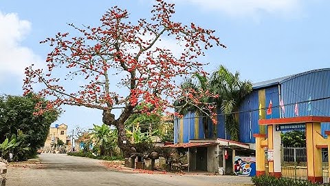 CÂY GẠO GÙ CÓ VÓNG DÁNG TỰA RỒNG Ở ĐÂU | XUÂN TẤN TV