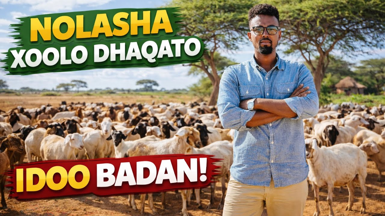 Xoolaha habkan lacag oga samee waxaana loo dhaqa habka casriga ah 