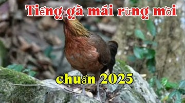 Tiếng gà mái rừng mồi gọi trống chuẩn mới nhất 2025