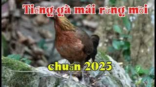 Tiếng gà mái rừng mồi gọi trống chuẩn mới nhất 2025