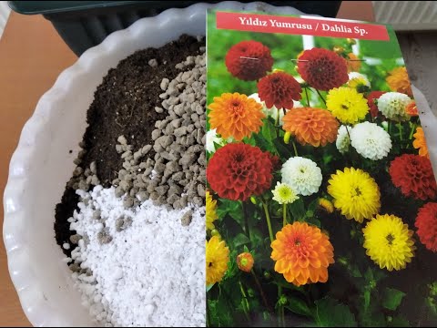 Video: Aster Dikimi Ve Bakımı (31 Fotoğraf): Açık Alanda Büyüyen çok Yıllık çeşitler. Gemiden Ayrıldıktan Sonra Nasıl Bakım Yapılır? Bir çiçek Nasıl Ekilir? Bahçeye Aster Dikmek Için Mesa