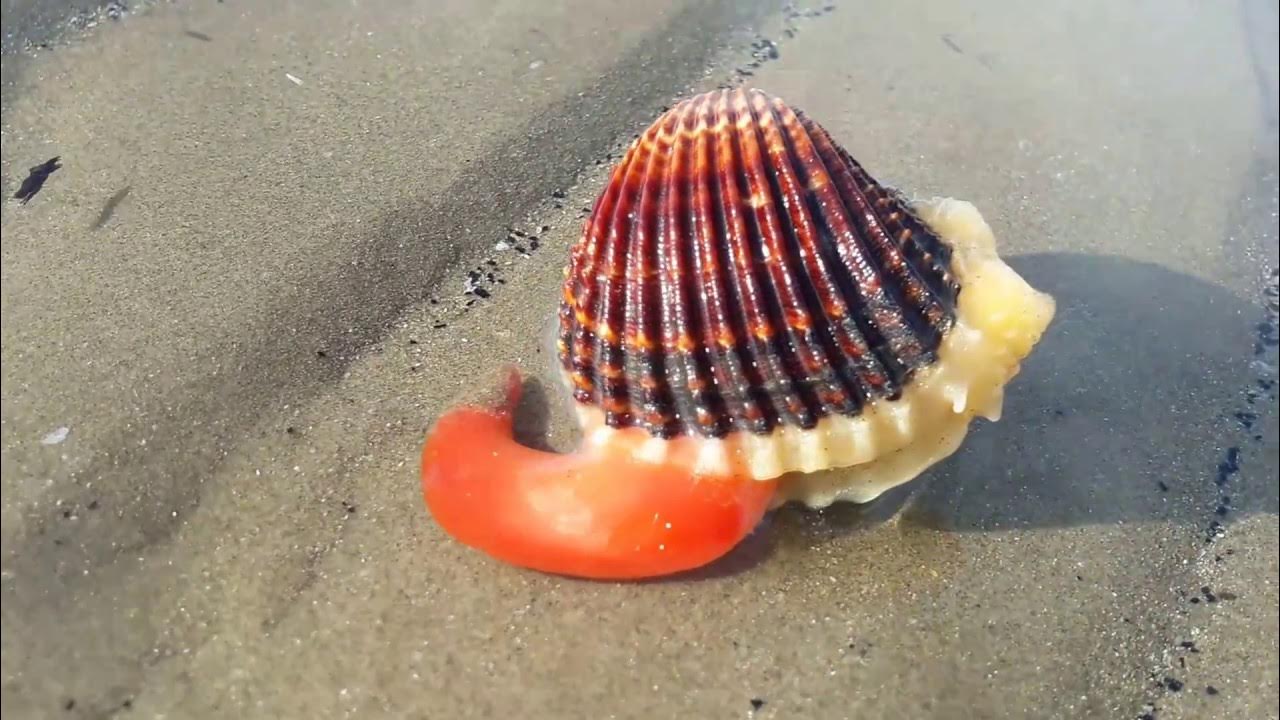inside-a-clam-live-clam-opens-it-s-mouth-and-moves-part-2-youtube