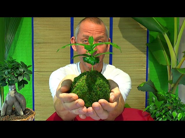 Rivanto Kokedama Mooskugel Größe M – Natürlicher Pflanztopf Für Zimmerpflanzen, Ø14,5 X 10 Cm