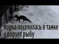 Норка поселилась в танке и ворует рыбу