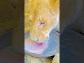 #phonk #phonkmusic #jimcorbettwildlifeandnatureview #bigcats