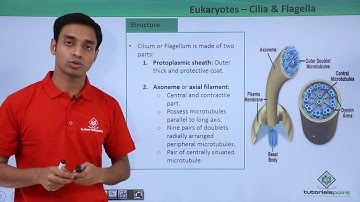 Class 11th - Eukaryotes - Cilia and Flagella | Cell: The unit of Life | Tutorials Point