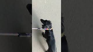 socialization dog training outdoor walking #dogtraining