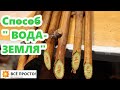 Проращиваю черенки винограда🍇Способ &quot;вода-земля&quot;.Суперранние гибриды от В.Жилина. Грунт, пакеты.