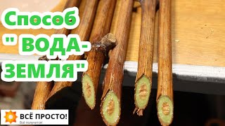 видео: Проращиваю черенки винограда🍇Способ  картинка: Проращиваю черенки винограда🍇Способ
