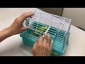 セキセイインコの採血（Budgerigar blood collection）