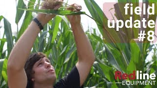 Late Season Crop Scouting - Episode 8