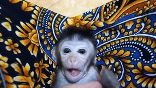 Cute Koko Is Always Adorable