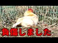 【閲覧注意】最悪です、原因不明のケガでパニックです…【悲報】 94話目