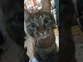 Cat true power 🔥💪🏻 #viral #shorts #cat #memes #animals