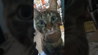 Cat true power 🔥💪🏻 #viral #shorts #cat #memes #animals