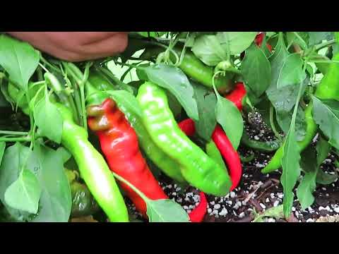 Video: Apakah jimmy nardello peppers pedas?