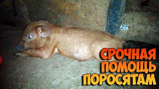 Поросенок упал на ноги / Лечение