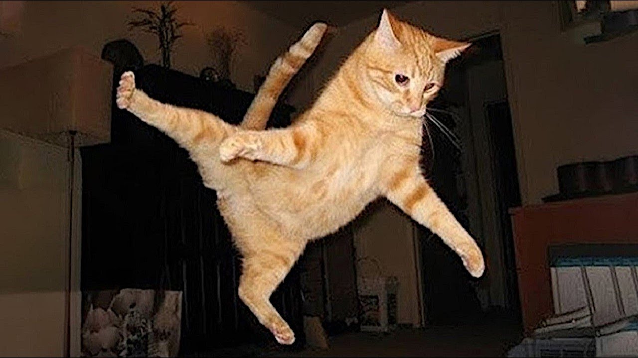 Cats forget to think