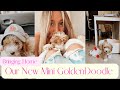 Bringing Home Our New Mini Golden Doodle! // First Days With A New Puppy