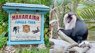 Maharajah Jungle Trek at Disney's Animal Kingdom 2026 Walkthrough in 4K |  Walt Disney World Florida