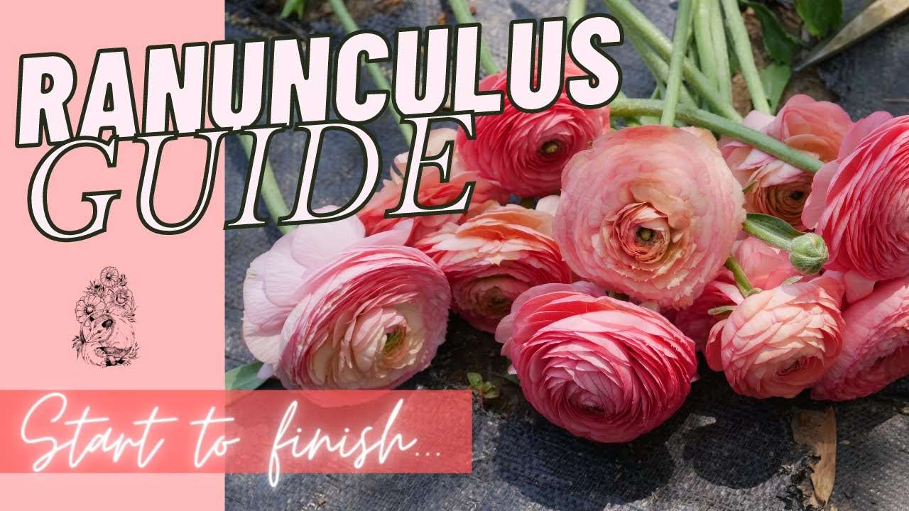 GROWING RANUNCULUS: How to Grow Ranunculus Zone 6/7 - Start to Finish