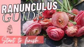 GROWING RANUNCULUS: How to Grow Ranunculus Zone 6/7  Start to Finish  GROW GORGEOUS RANUNCULUS