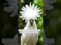 This Smart Umbrella Cockatoo Opens Its Giant Crest Like a Real Umbrella! #cockatoo #birds #wildlife