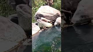 Download Lagu Ikan rajanya kali !! MP3