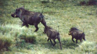 Kenya 1980 - Aberdare National Park (silent super 8mm film)
