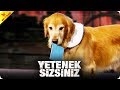 Çalışkan Köpek Bolo'dan Sevimli Gösteri | Yetenek Sizsiniz Türkiye