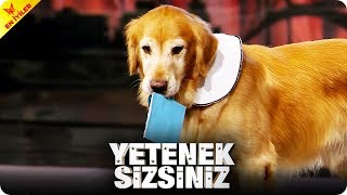 Çalışkan Köpek Bolo'dan Sevimli Gösteri | Yetenek Sizsiniz Türkiye