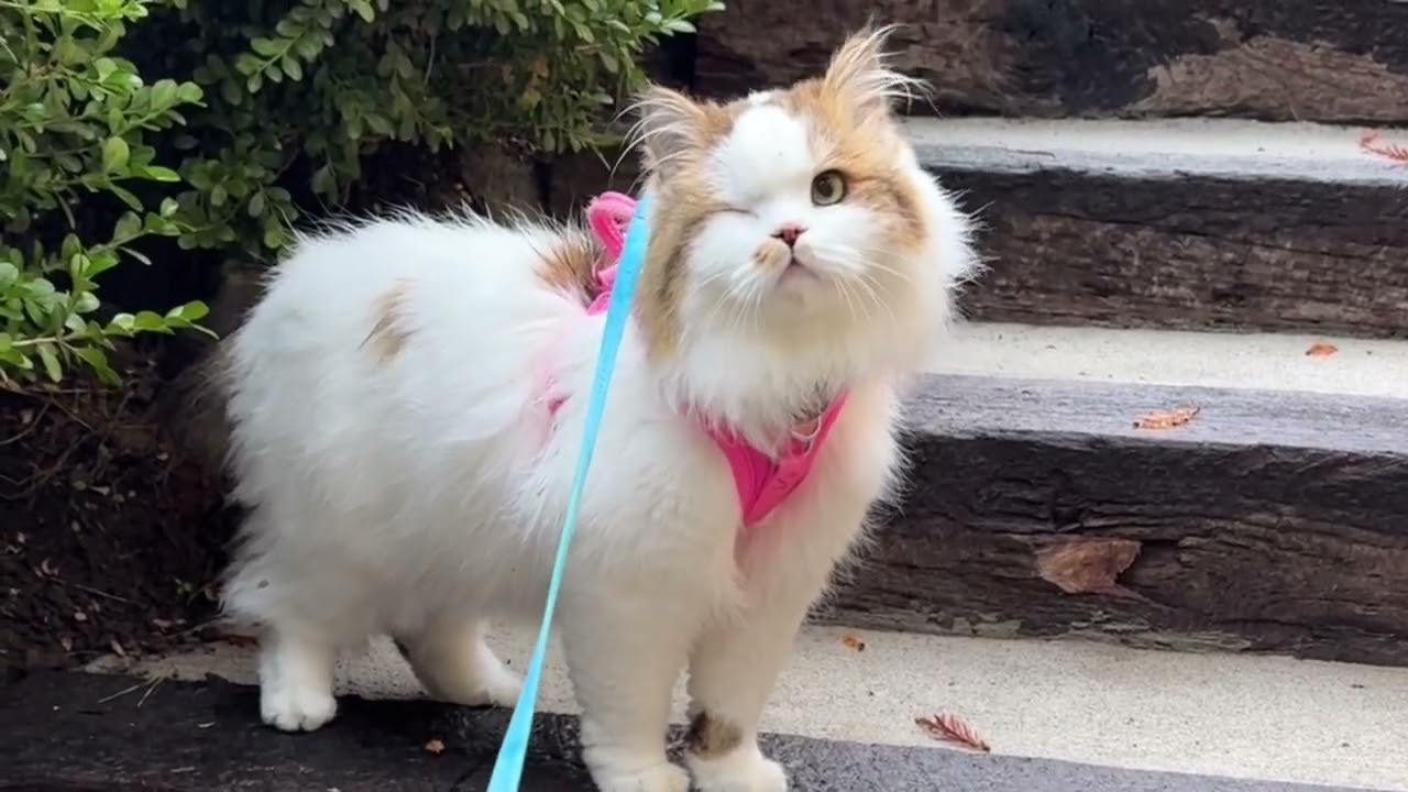 Selfless Coda Is Only Looking Out For Alastor 