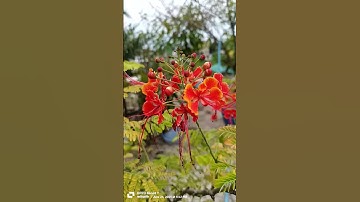 Thumbnail of #love #song #entertainment #nature #unfrez #bollywoodsongs #duet #bolleywoodsong #hindisongs #flower